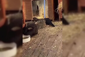 Ворон, которого супружеская пара вырастила на кроличьей ферме, начал считать себя кроликом