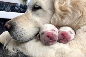 С&nbsp;добрым утром