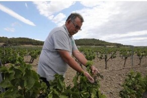 Франция решила отказаться от своих виноделен в Бордо