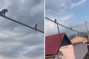 «Как вороны сидят»: в Карачаево-Черкесии пять обезьян устроили посиделки на трубе после побега от хозяина