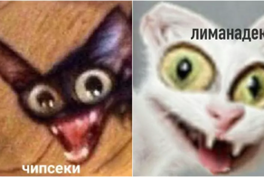 Без кота и жизнь не та