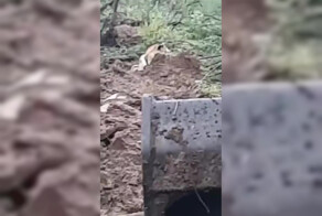 Бесстрашного тигра встретил водитель экскаватора из Приморья
