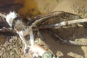 Даже таким грозным птицам, как ястребы иногда нужна помощь