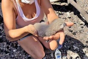 Трогательные кадры спасения животных из пожаров на Гавайях