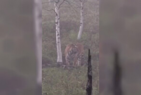На видео попала случайная встреча грибника с тигром в Хабаровском крае