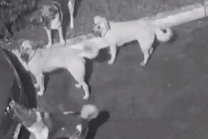 Если у вас пропал номер на машине, знайте: это могли сделать ...собаки