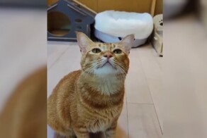 Хозяин научил своего кота петь