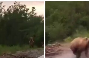 Медведица накинулась на лодку с туристами, подумав, что для ее медвежат есть угроза