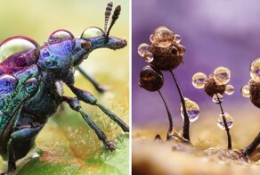 18 макроснимков от немецкого фотографа, который снимает мир насекомых