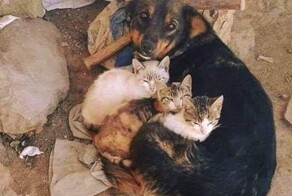 18 фотографий, доказывающих, что животные могут быть более заботливыми, чем люди