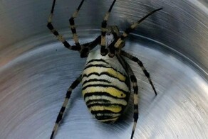 Крупные пауки-осы с лапами до 5 см появились в Подмосковье
