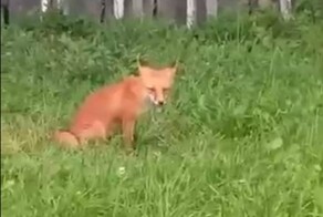 «Все схрямала»: сахалинец угостил лису солдатскими галетами, а она взамен принесла ему женскую водолазку