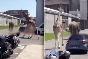 Как в "Мадагаскаре": слон и жираф сбежали со съемок фильма задрав хвосты