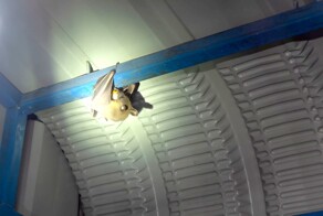 Пять летучих мышей жили в кондиционере ставропольского офиса