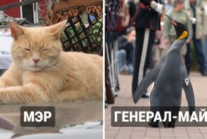 8 знаменитых животных, которые получили от людей реальные должности или звание