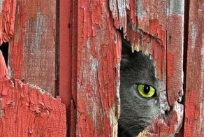 Просочиться и узнать: важная миссия котиков