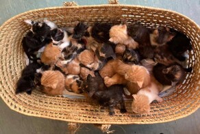 Людям на порог подкинули корзинку с 26 котятами