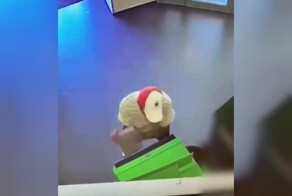 Отдай карту, шайтан!