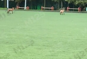 Две рыжие красавицы играли на футбольном поле