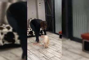 Кот побил мировой рекорд по прыжкам через скакалку за 1 минуту