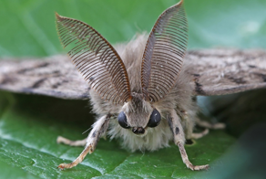 Непарный шелкопряд: бич современного садоводства