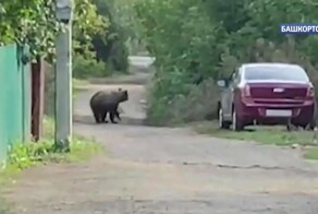 В Уфе на улицах частного сектора заметили гуляющего медвежонка