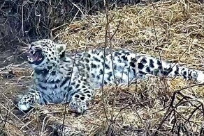 Спасенный Leo 260M научился охотиться в дикой природе Приморья