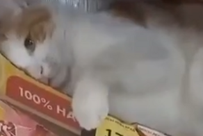 Кот из магазина уберегает покупателей от ненужных трат 