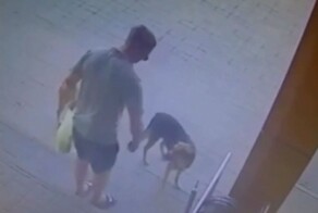 В Волгограде живодер выстрелил из пистолета в морду собаки