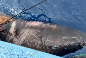 Арктическая акула, способная прожить 500 лет, обнаружена в Карибском море