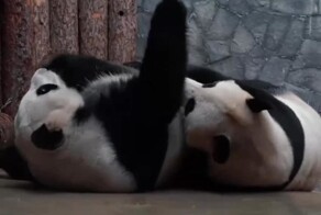 Первый в истории России детеныш большой панды родился в Московском зоопарке