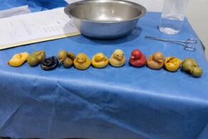 В желудке бульдога обнаружили 11 резиновых уточек