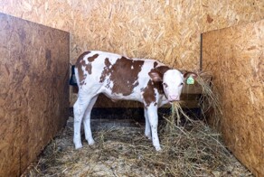 Спасение телёнка из колодца