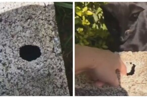 Уличный кот помог достать ключи