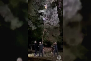 В Азове мужчину силой снимали с верхушки дерева