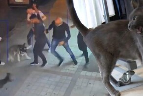 Боевой кот кошмарит собак на улице в Турции