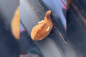 Это гусеница Megalopyge opercularis, которую ещё называют "кошачьей гусеницей"