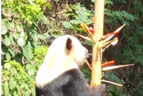 Панда Юбао озадачила посетителей зоопарка