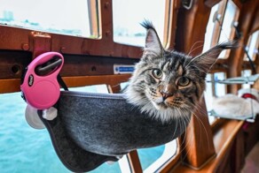 Впервые в мире: в Сингапуре запустили круизы для кошек