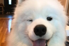 Искусство флирта от четвероногих, пушистых и пернатых