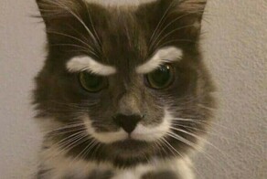 15 очаровательных кошек с уникальным окрасом