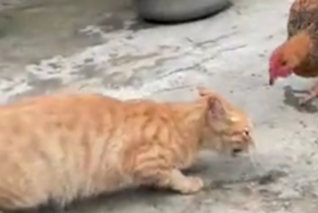 Голодный кот остался без обеда