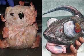 12 раз, когда природа создала чудовищные вещи