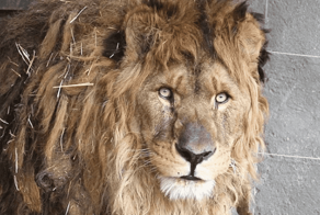 После шести лет в тесной клетке лев обрел долгожданную свободу