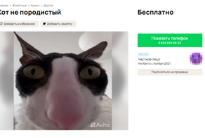 Упоролись и даже не стесняются этого: всё о котах на Авито