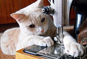 Помощники, которые всегда рядом