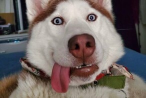 25 уморительных собак, которые надолго зарядят вас позитивом