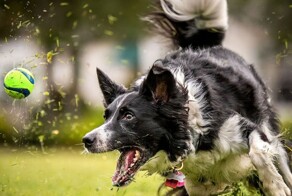Собаки, которые любого вдохновят на спортивные подвиги