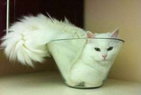 Места отдыха для кошек (25 фото)