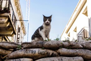 В Австралии объявили войну котикам